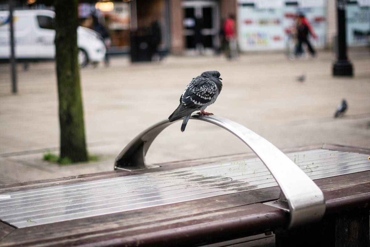 A pigeon sits on a curved metal bench.